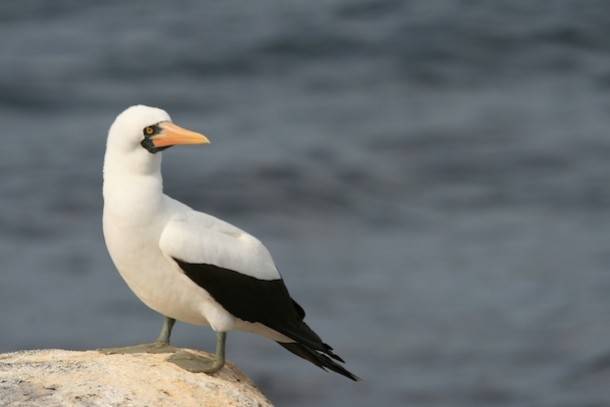 Galapagos