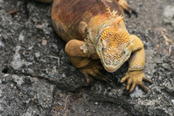 Galapagos