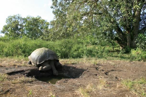 Galapagos
