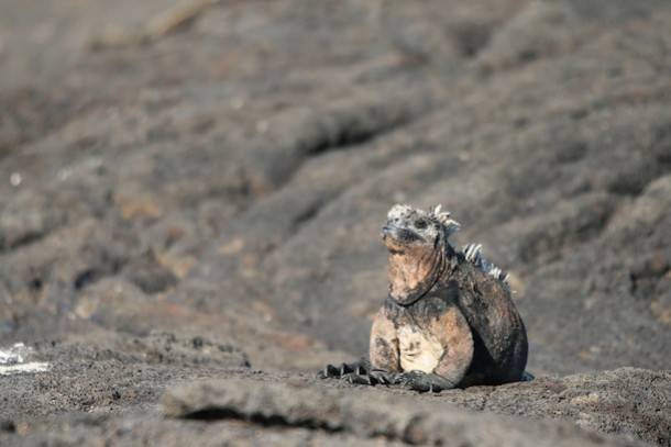 Galapagos