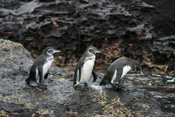 Galapagos
