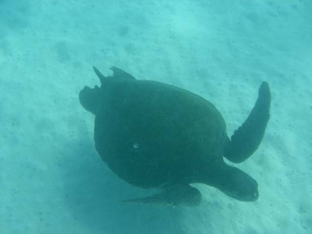 Galapagos