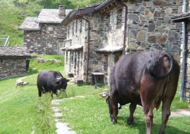 le vacche del Desi (Pian du Lares)