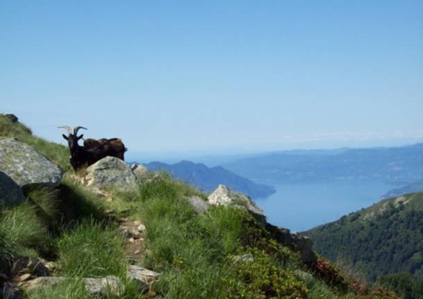 Monte Gambarogno m 1734 (Canton
Ticino)