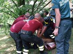 salvataggio cervo polizia provinciale nucleo faunistico vigili del fuoco