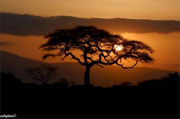 Kenya a Malindi nel parco Tzavo