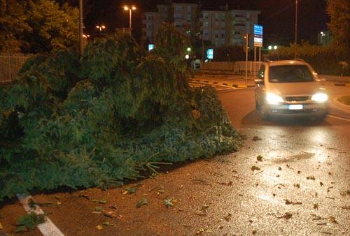 maltempo alberi caduti piante gallarate luglio 2009