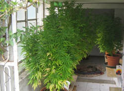 marijuana sumirago sequestro polizia