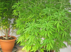 marijuana sumirago sequestro polizia