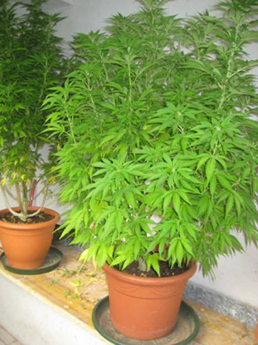 marijuana sumirago sequestro polizia