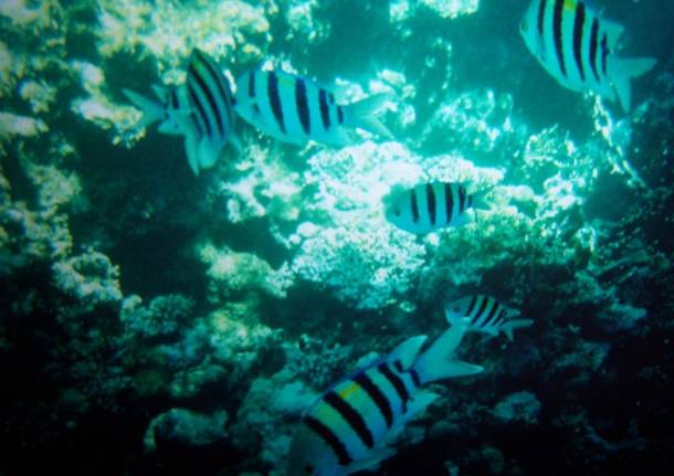 Sott’acqua a Sharm