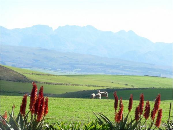 Sud Africa western cape e Kruger park 