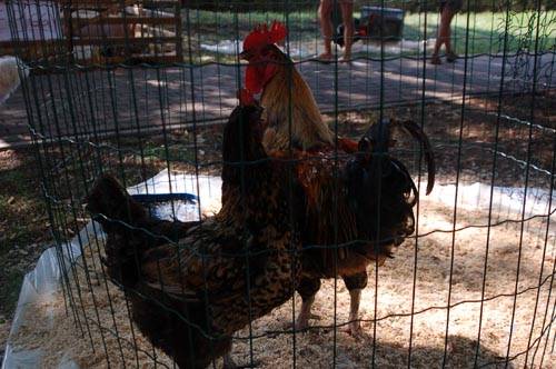 anguriata castellanza 2009