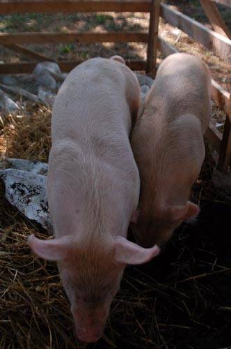 anguriata castellanza 2009
