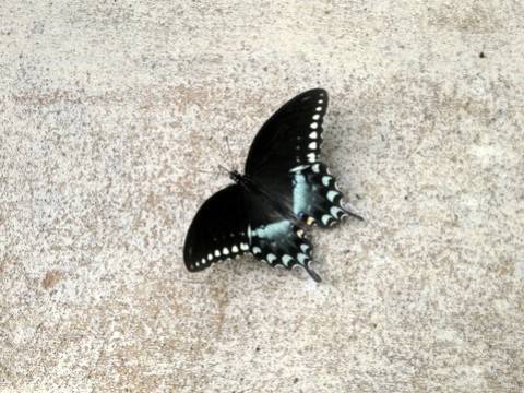 Florida
