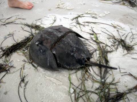 Florida