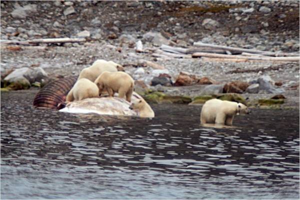 Isole Svalbard
