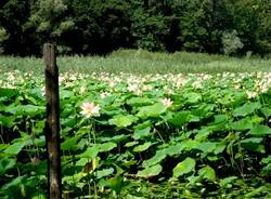lago varese ninfee 2009