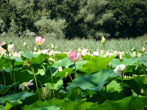 lago varese ninfee 2009