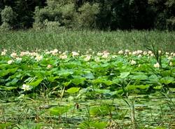 lago varese ninfee 2009