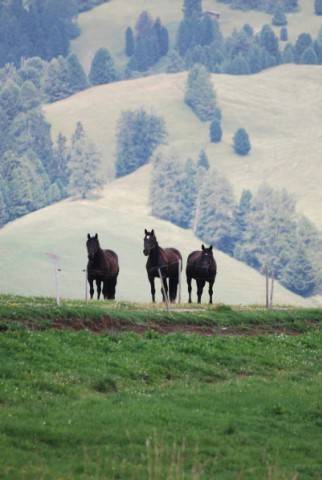 Alpe di Siusi – Bolzano – Alto Adige