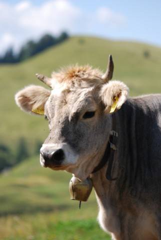 Alpe di Siusi – Bolzano – Alto Adige