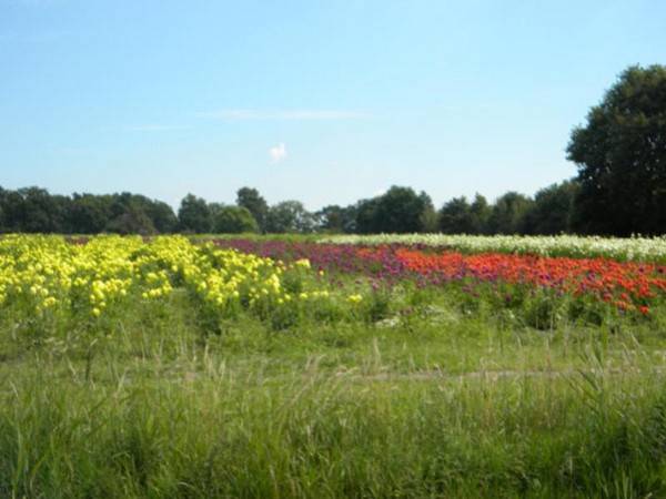 Olanda