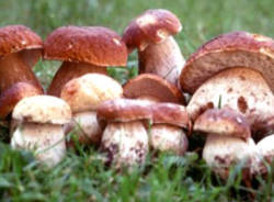 porcini seconda