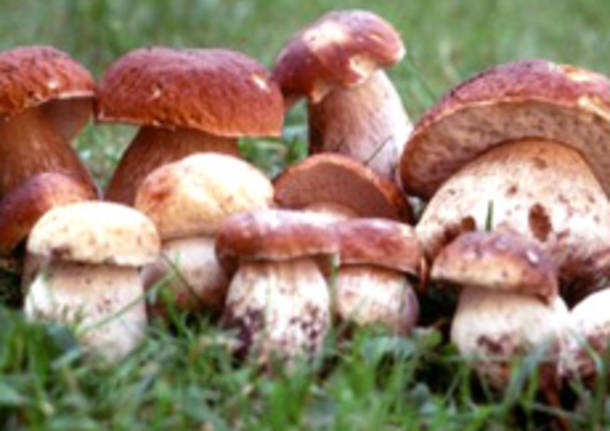 porcini seconda