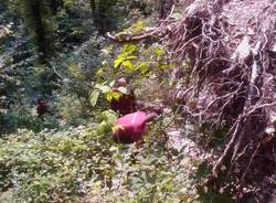 sentiero cascate cittiglio sottobosco tronchi abbattuti vigili del fuoco volontari laveno