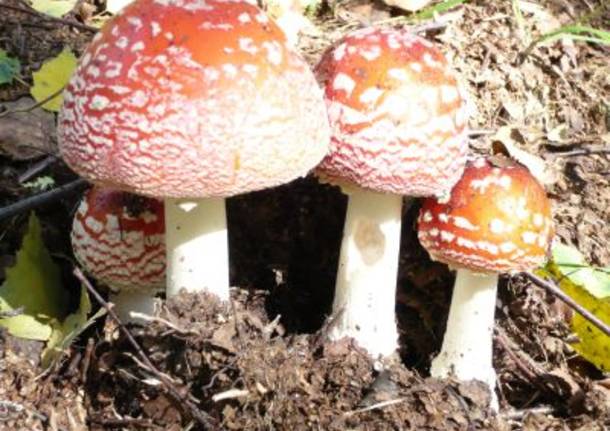 amanita muscaria