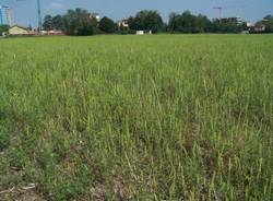 ambrosia busto arsizio 1-9-2009