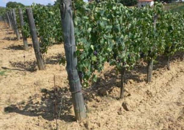 filari vino grappoli viti