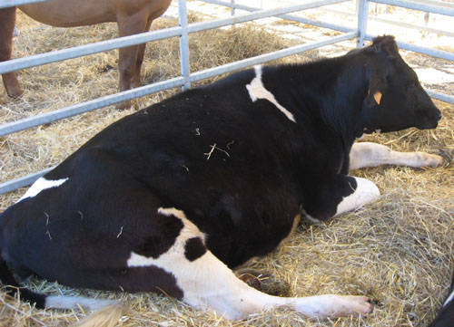 mipam 2009 laveno stand bancarelle