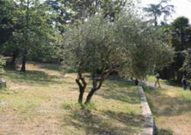parco morselli terrazze vigneto gavirate