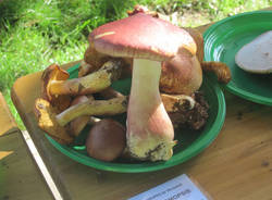 festa fungo venegono superiore