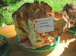 festa fungo venegono superiore