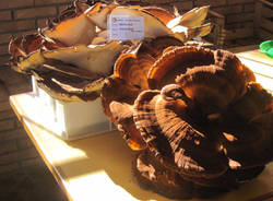 festa fungo venegono superiore