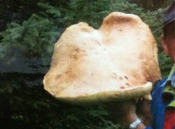 funghi 