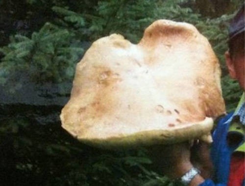 funghi 