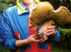 funghi 