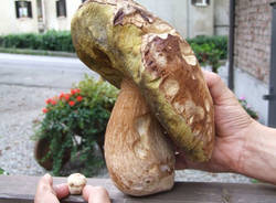 funghi 