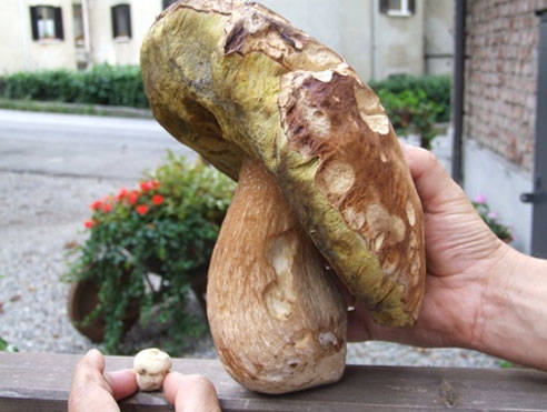 funghi 