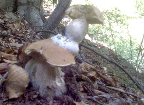 funghi 