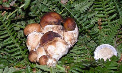 funghi 