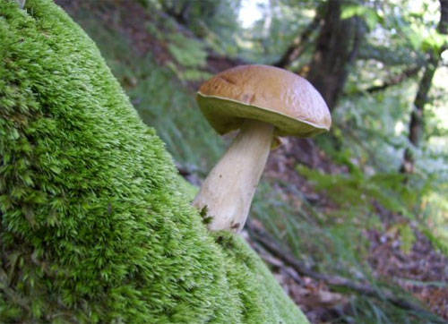 funghi 