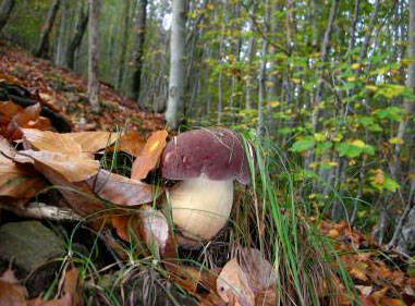 funghi