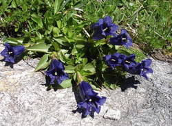 i migliori cinque regioni alpine