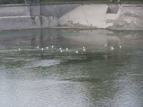 lavori diga panperduto somma lombardo canale villoresi canale industriale ticino 5-10-2009