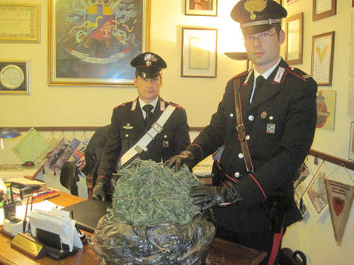 marijuana tradate